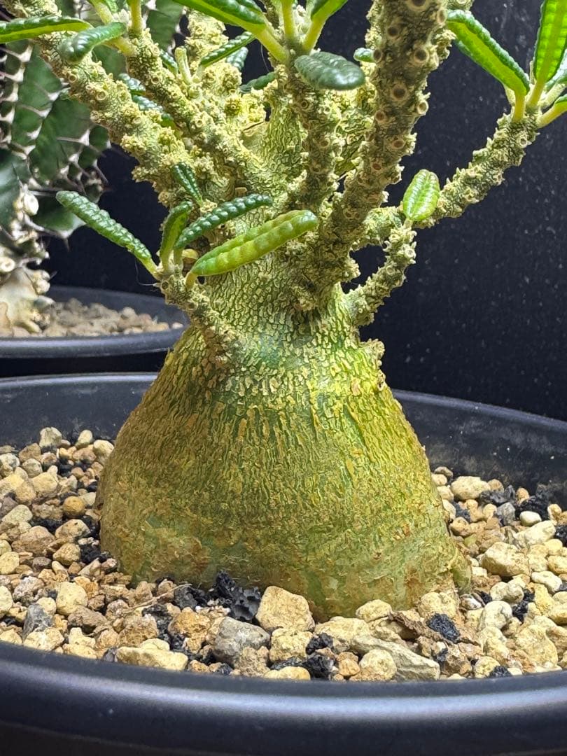 ドルステニアギガス　ブラータ実生