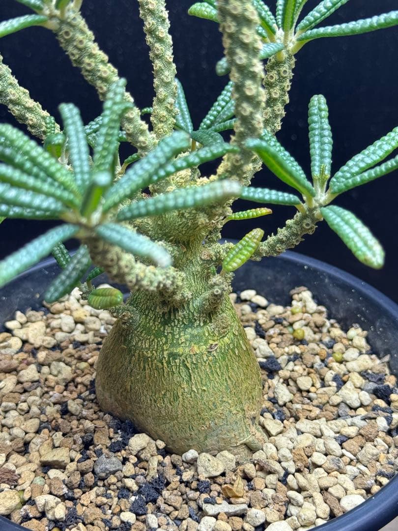 ドルステニアギガス　ブラータ実生