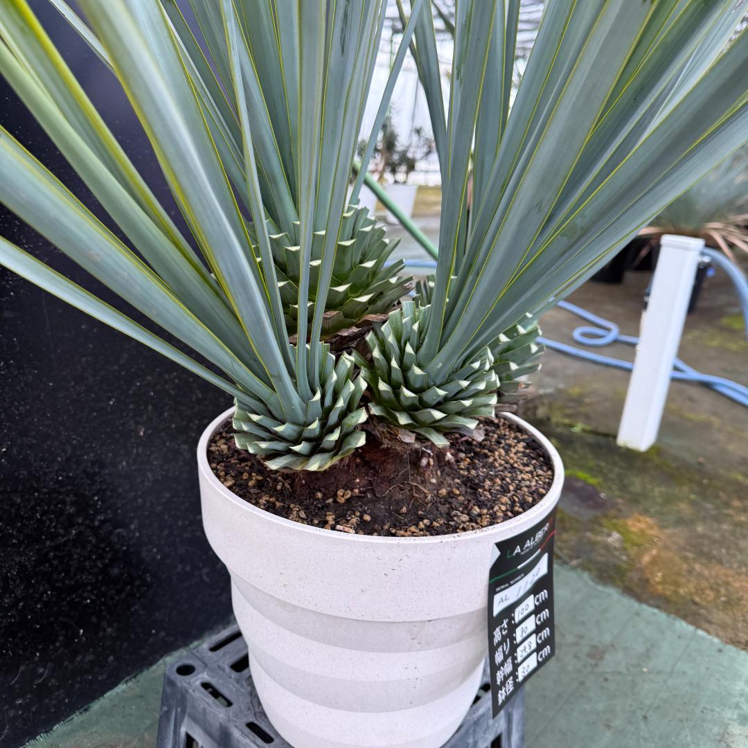 【AL1120】ユッカ　リギダ　超希少４分頭株