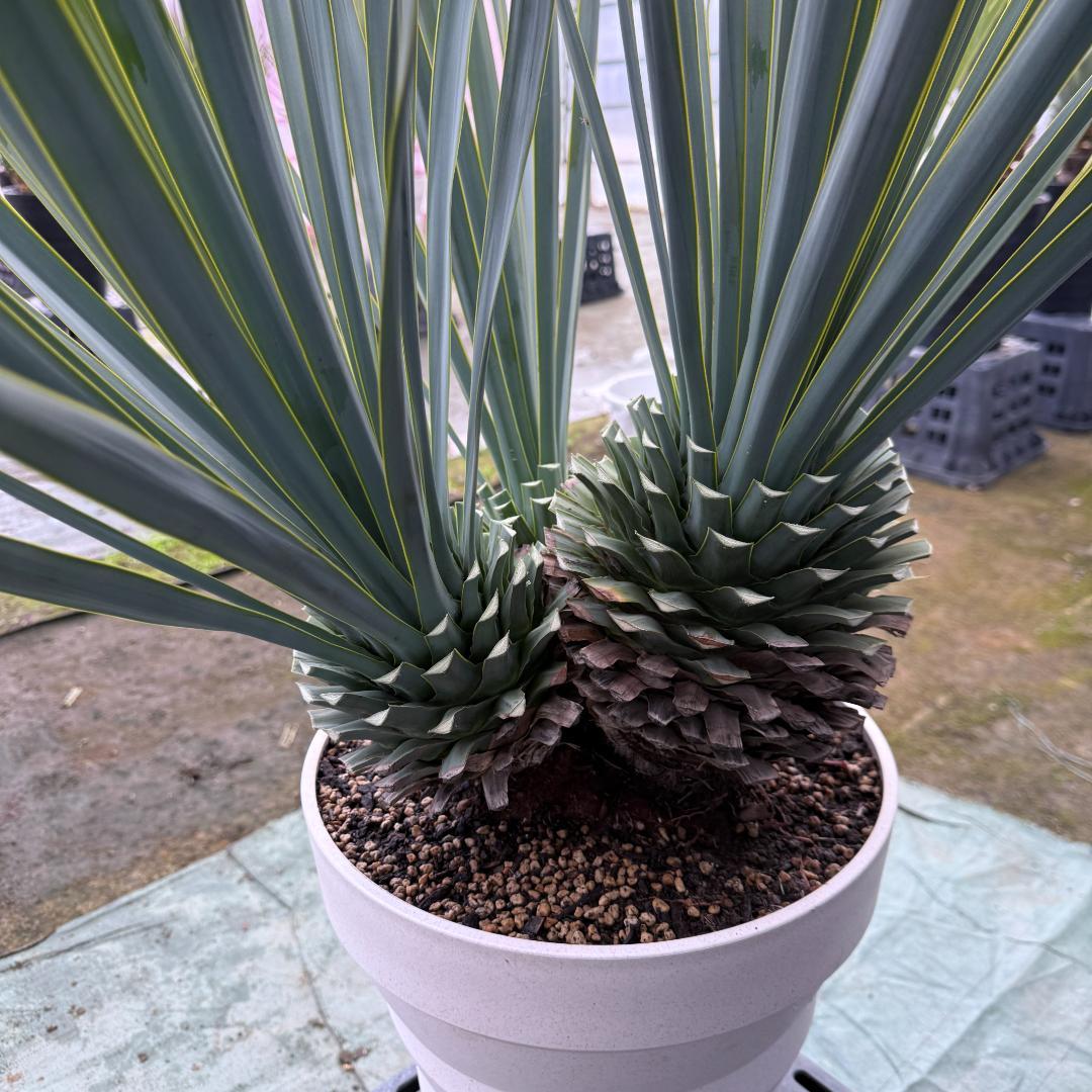 【AL1120】ユッカ　リギダ　超希少４分頭株