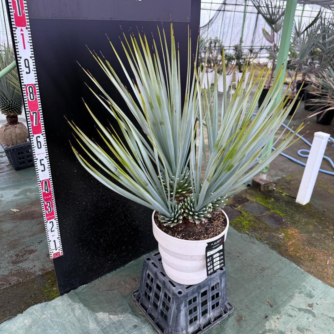 【AL1120】ユッカ　リギダ　超希少４分頭株