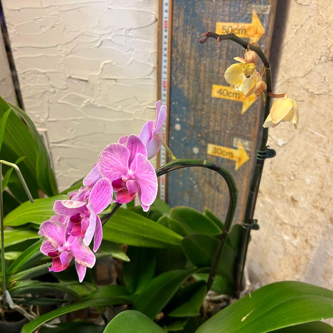 B*e様 【訳あり】　洋蘭　胡蝶蘭　育成用株　15株　ファレノプシス