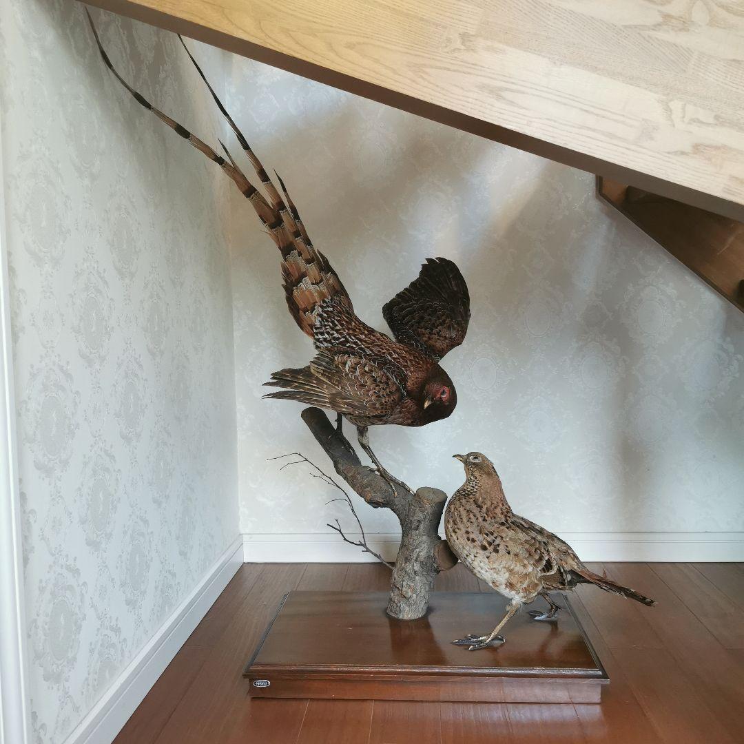 置物　剥製　鳥　オブジェ　インテリア　和風　和室　家具　雑貨
