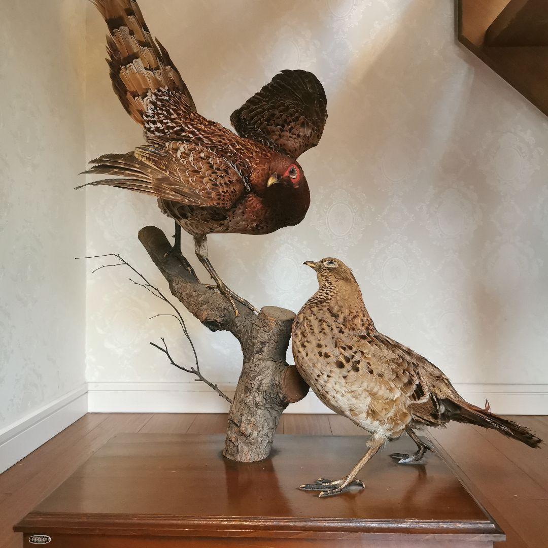 置物　剥製　鳥　オブジェ　インテリア　和風　和室　家具　雑貨