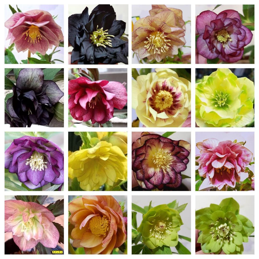 増量　クリスマスローズ利休等交配発芽苗15