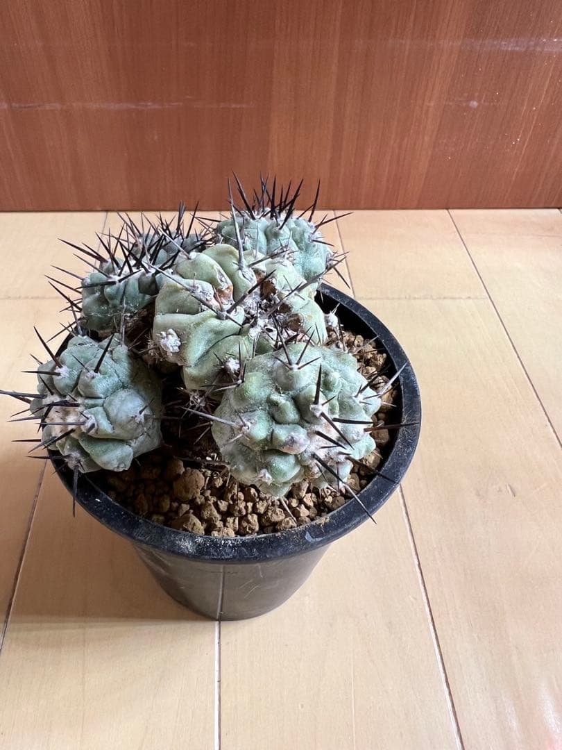 黒王丸 実生 群生 コピアポア