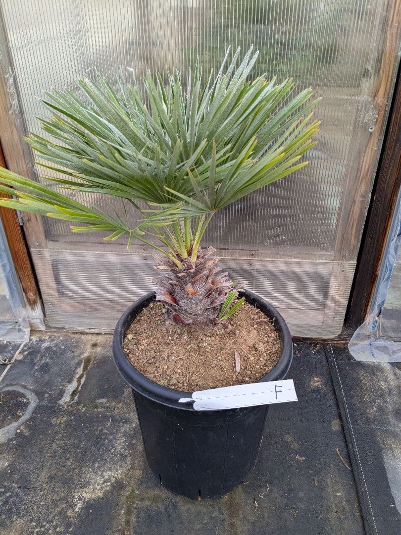 値下げしました！現品販売　チャメロプス　フリミス　10号大株　F