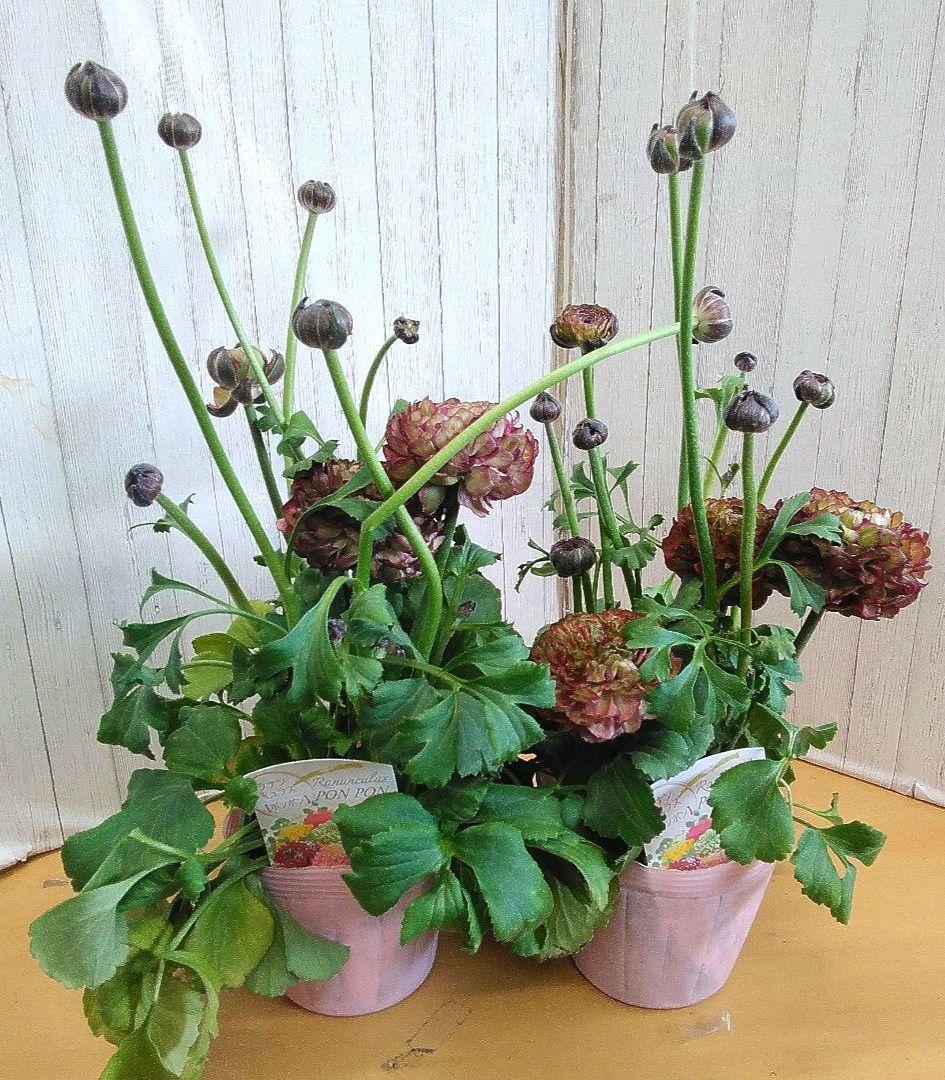 お買い得！　現品　ラナンキュラス　ポンポン　4号ポット　4個セット