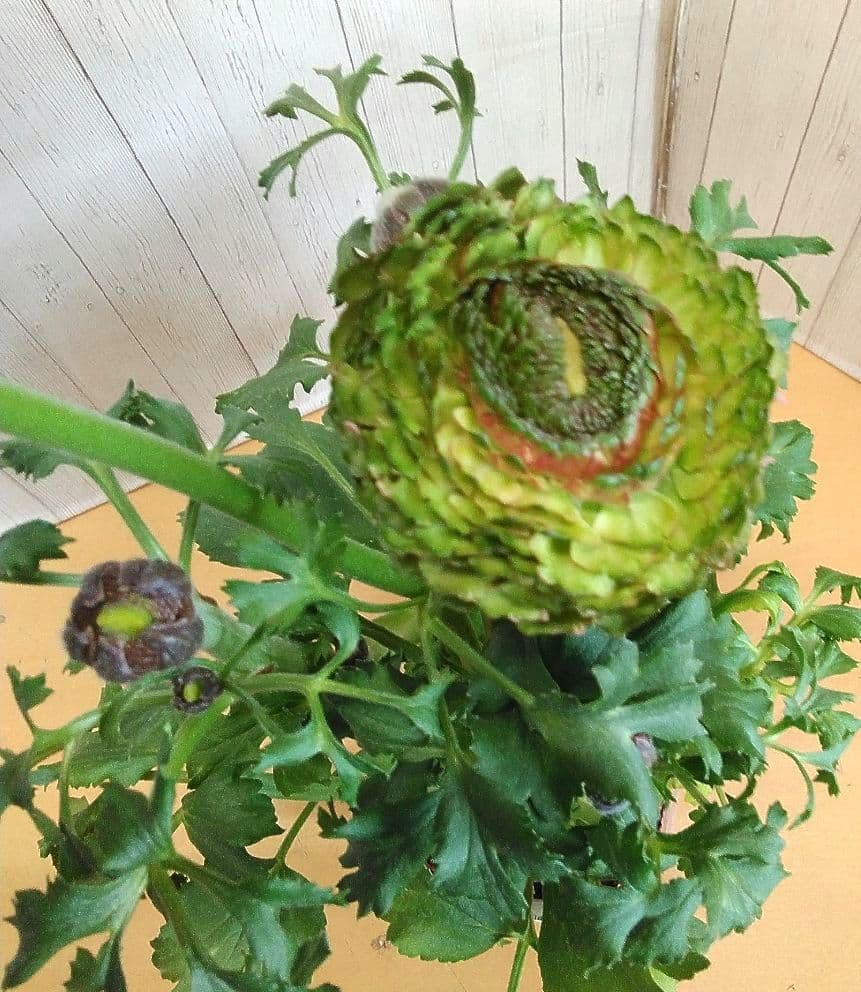 お買い得！　現品　ラナンキュラス　ポンポン　4号ポット　4個セット