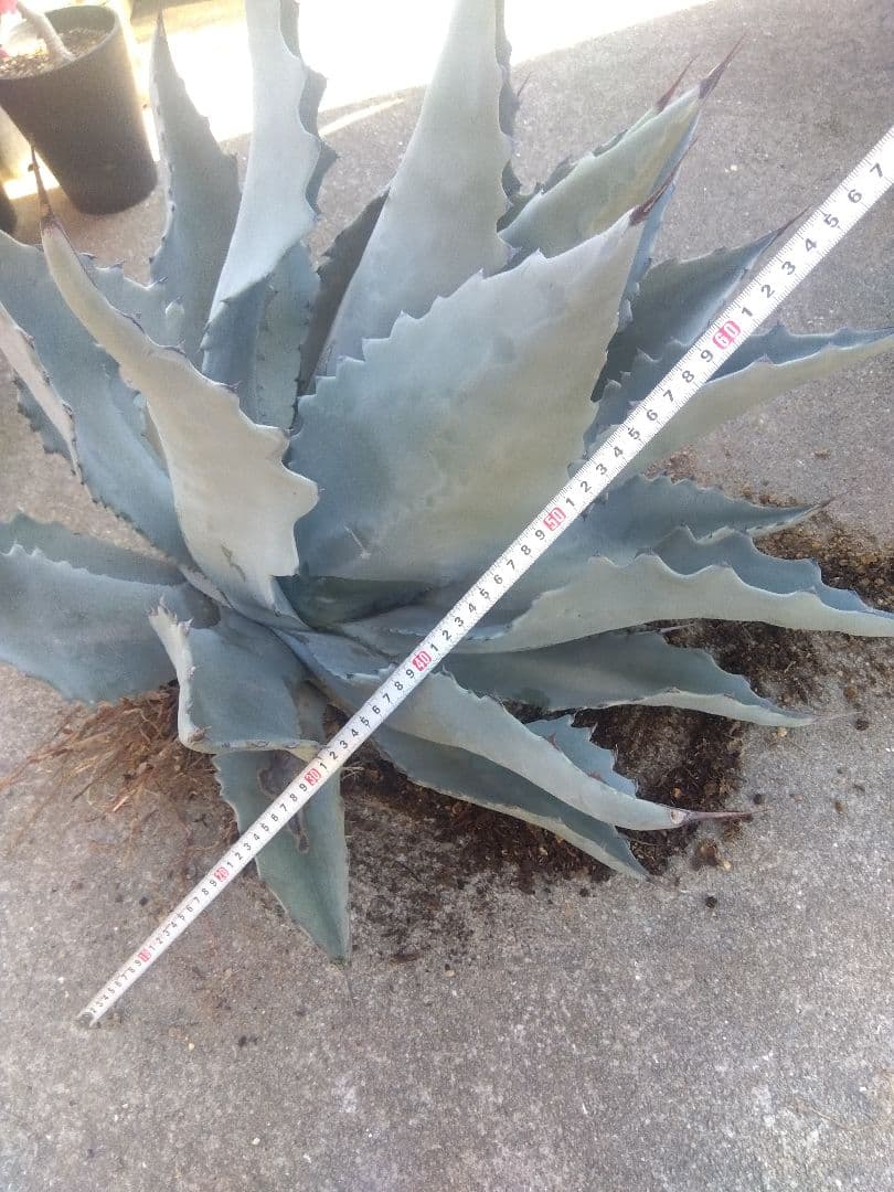 アガベ　テマカプリネンシス　選抜個体　超大株70センチ❗超特大親株❗
