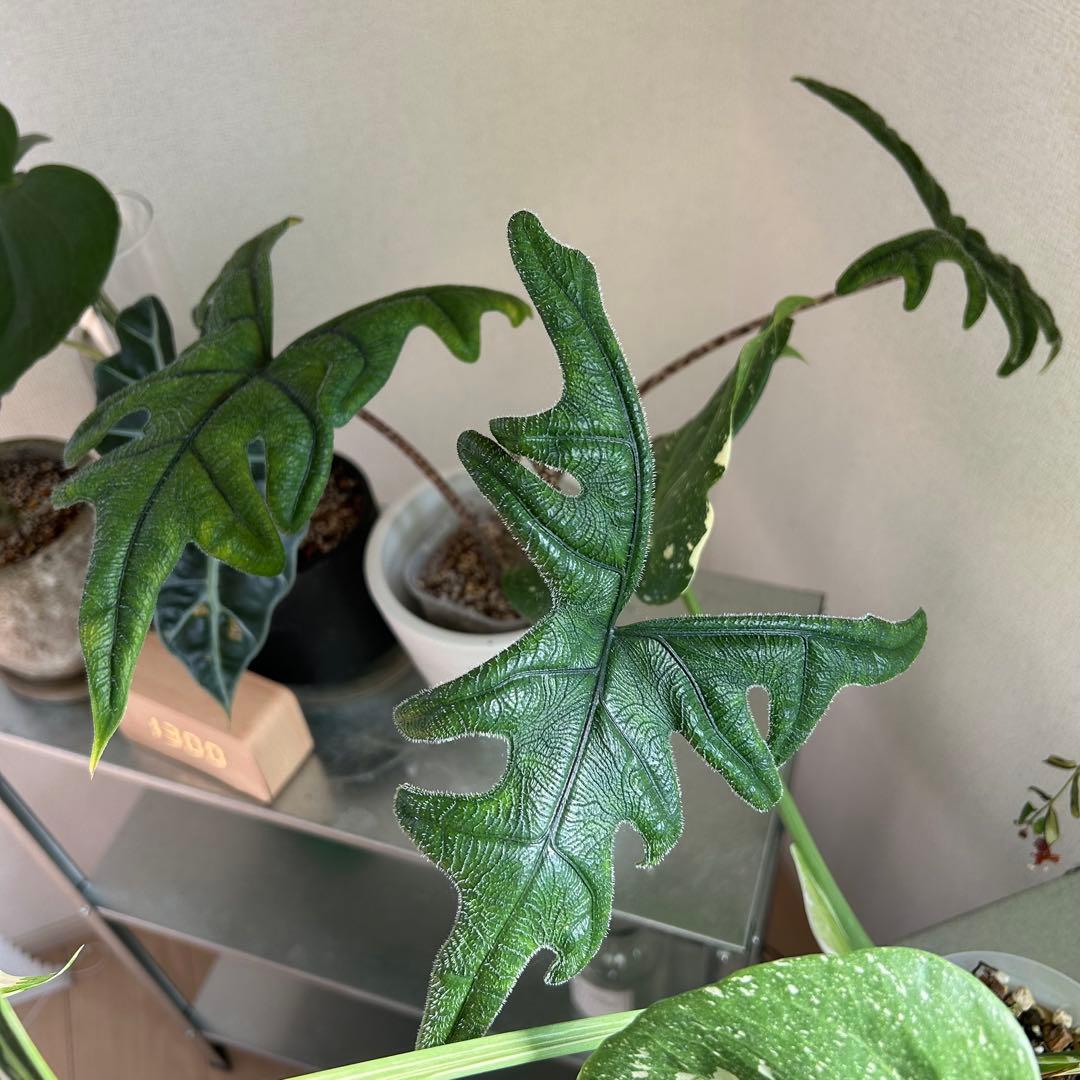 【引取限定】観葉植物　超豪華セット まとめ売り 鉢つき