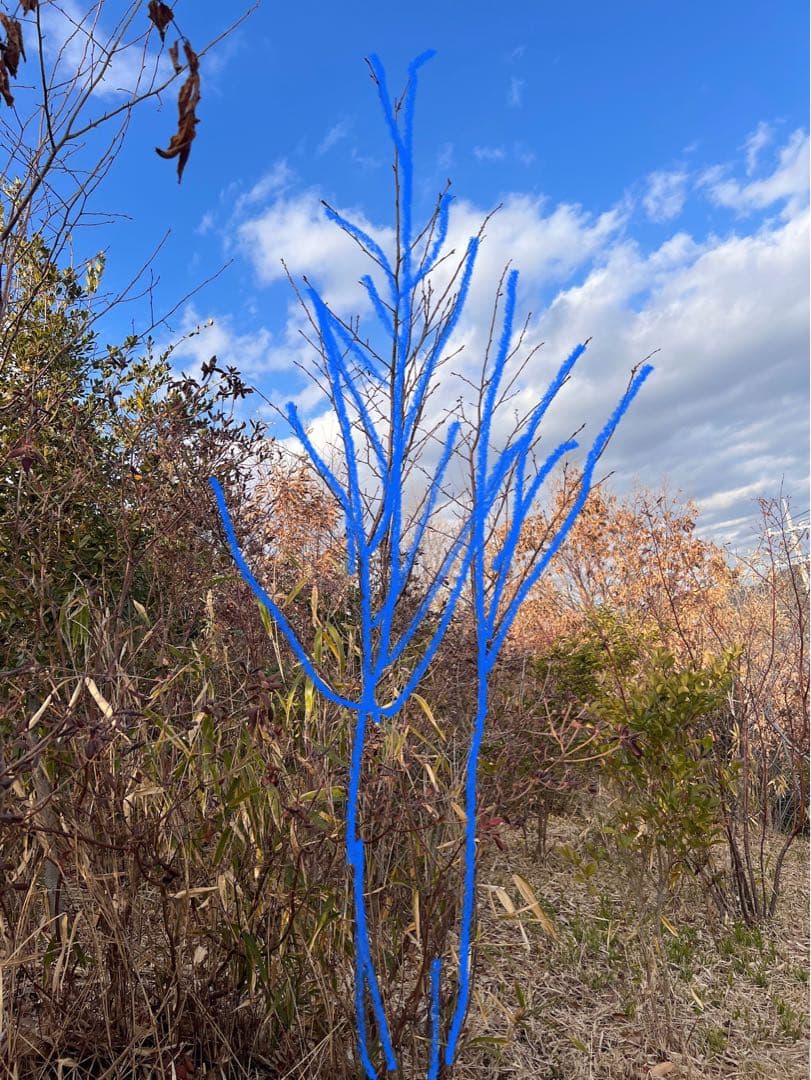 現品　ヤマザクラ　自然樹形　大株立　2.5mほど　山採り　超特大