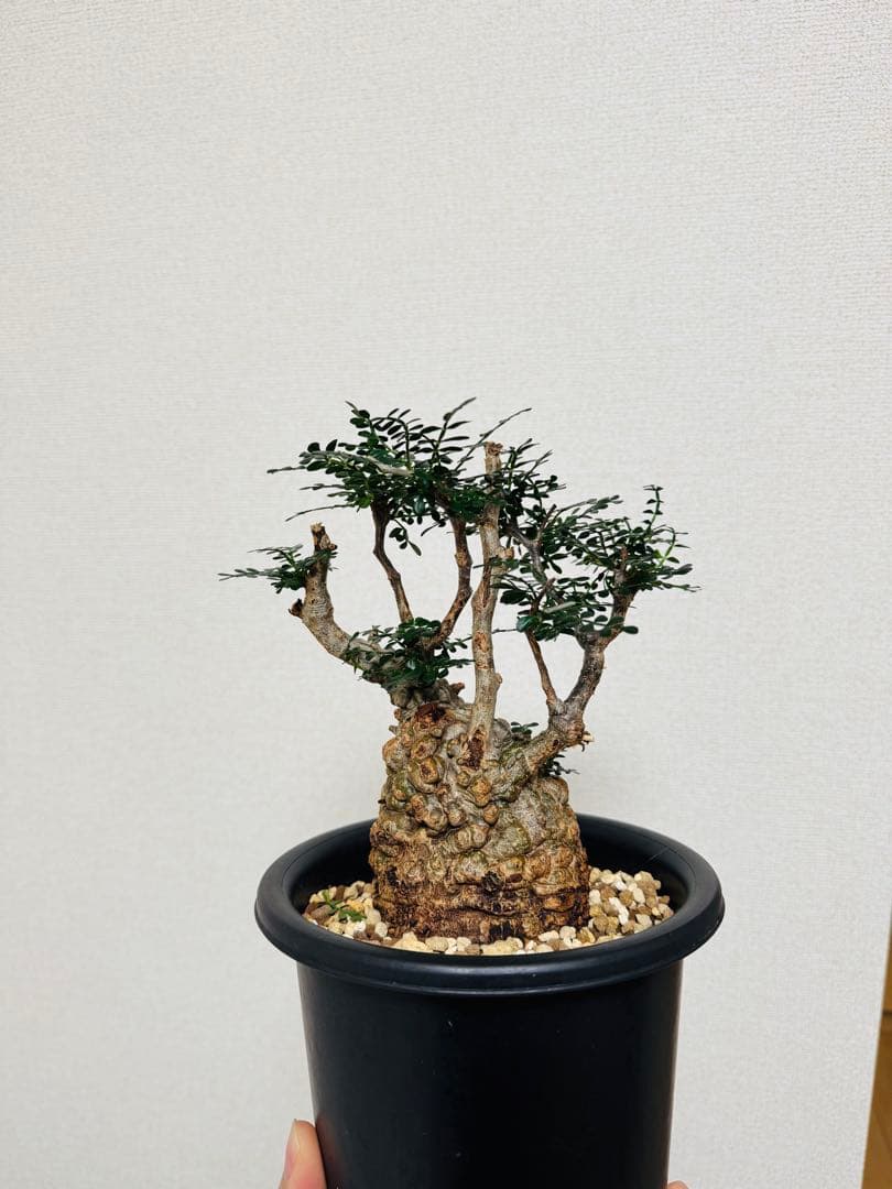 w*e様 オペルクリカリア パキプス 【collection】