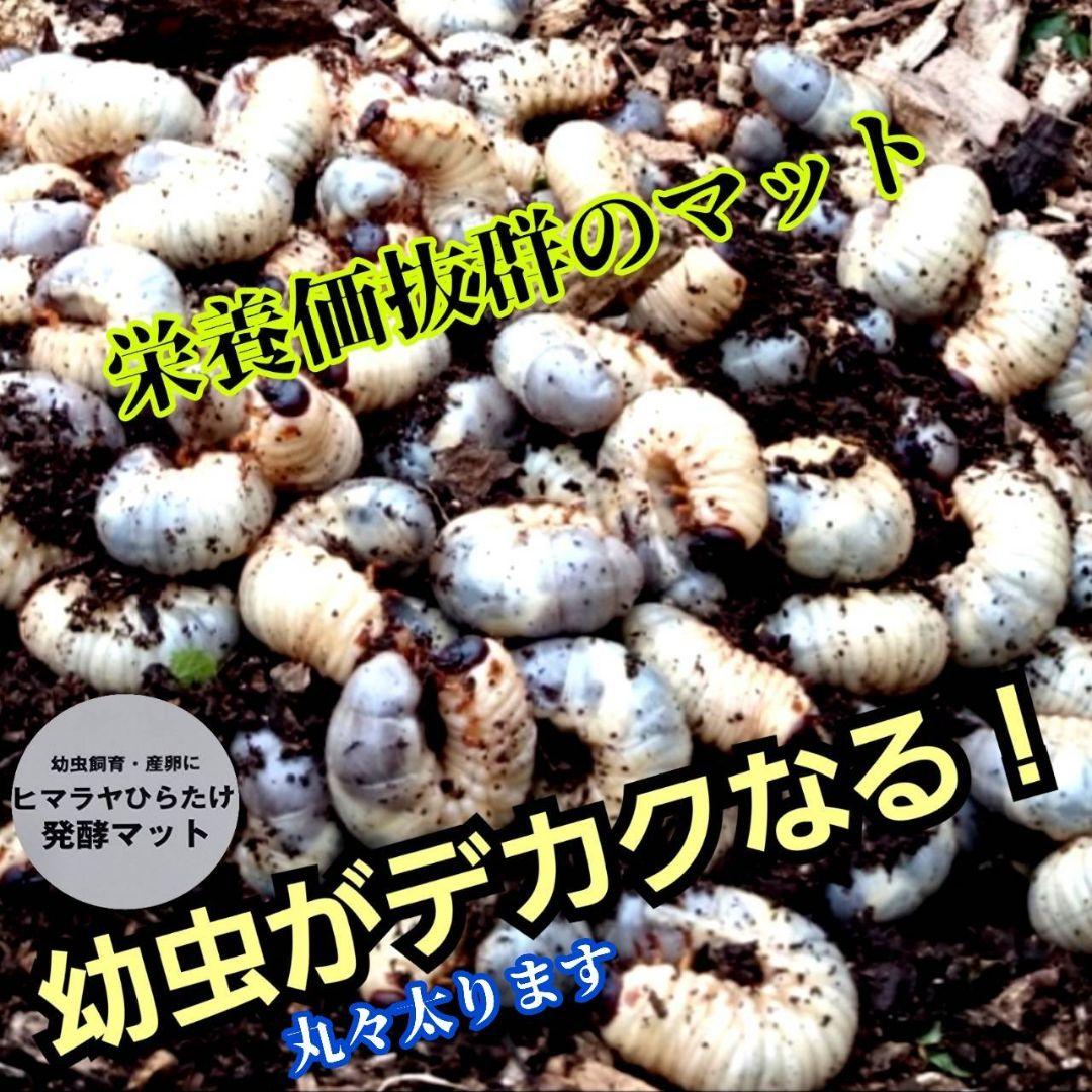 発酵マット入り！国産カブトムシ幼虫1頭飼育専用縦長クリアボト【20本セット】