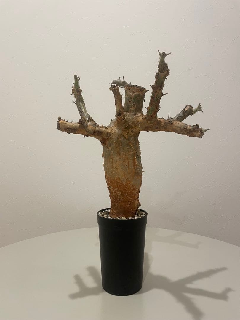 セサモタムナス ブッセアヌス（特大）