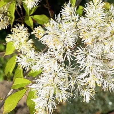 《現品》アオダモ　株立ち　樹高1.1ｍ（根鉢含まず）64【庭木/苗木/バット】