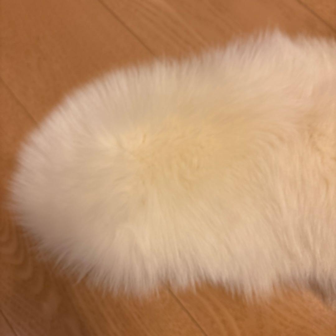 サガフォックス　成人式ショール　SAGAFOX