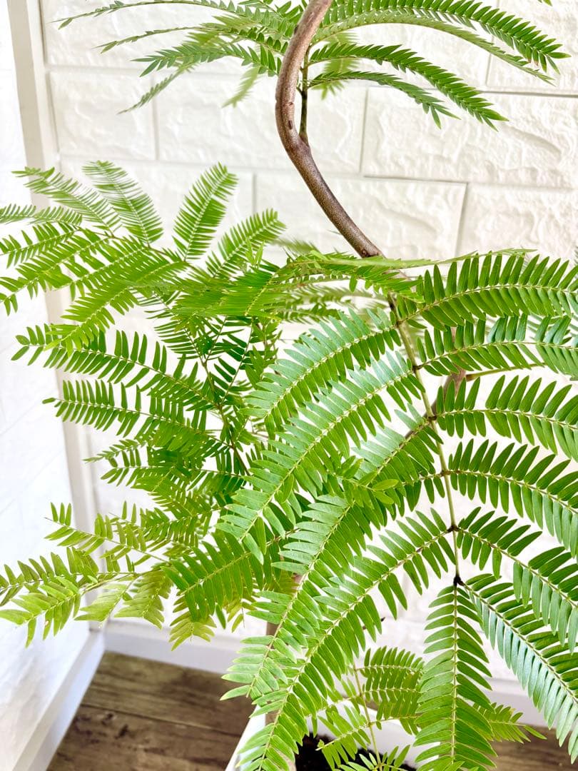 エバーフレッシュ⭐️曲がり　観葉植物