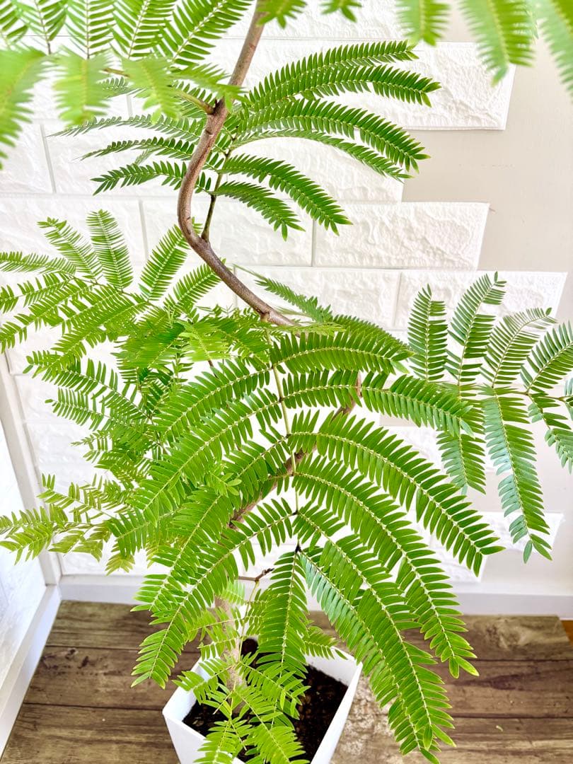 エバーフレッシュ⭐️曲がり　観葉植物