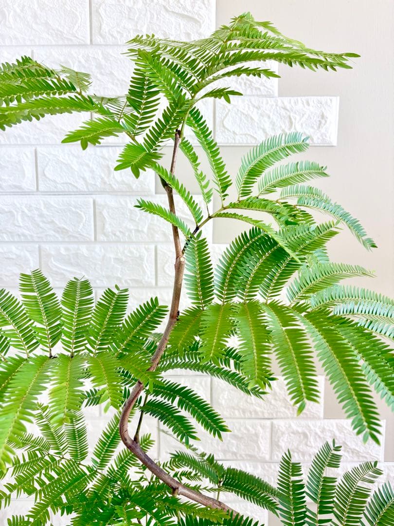 エバーフレッシュ⭐️曲がり　観葉植物