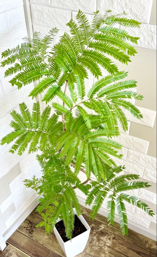 エバーフレッシュ⭐️曲がり　観葉植物