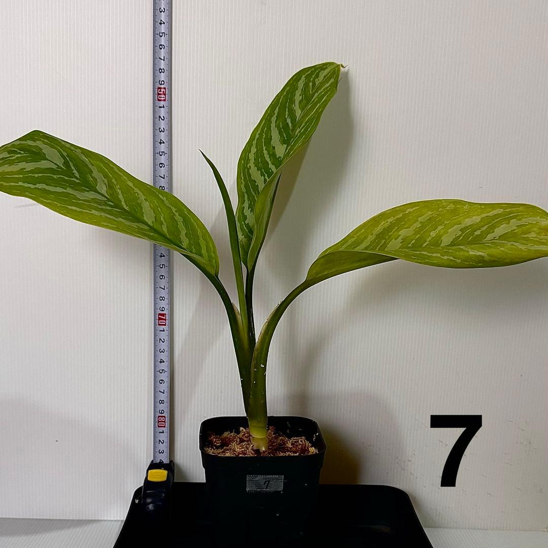 アグラオネマ ニティドゥム カーティシー 観葉植物 LEON レオン 7