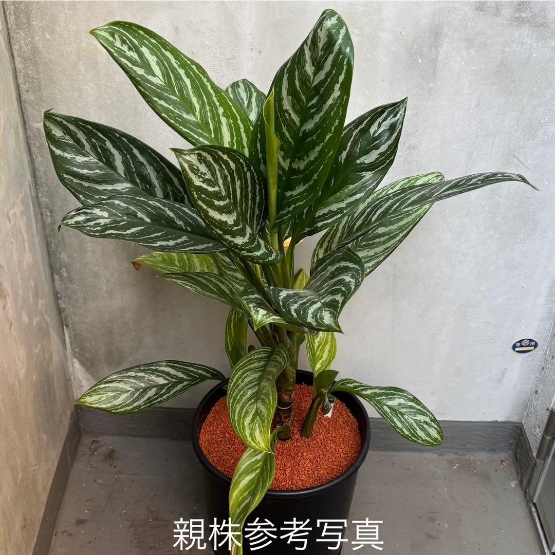 アグラオネマ ニティドゥム カーティシー 観葉植物 LEON レオン 7