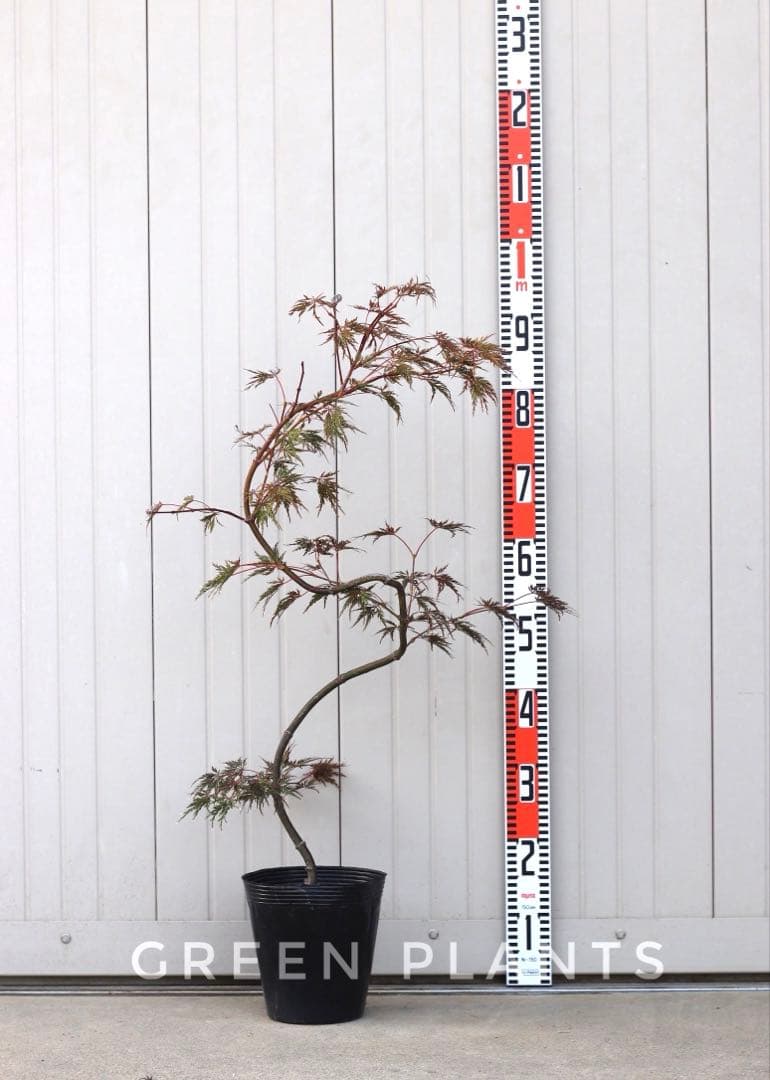 【希少・現品発送】青枝垂れもみじ 職人仕立て大苗 約95cm 庭木 植木 鉢植え