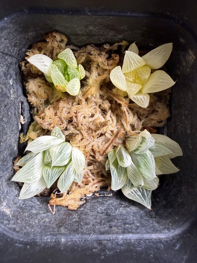 白蛇伝　カキ仔　セット販売