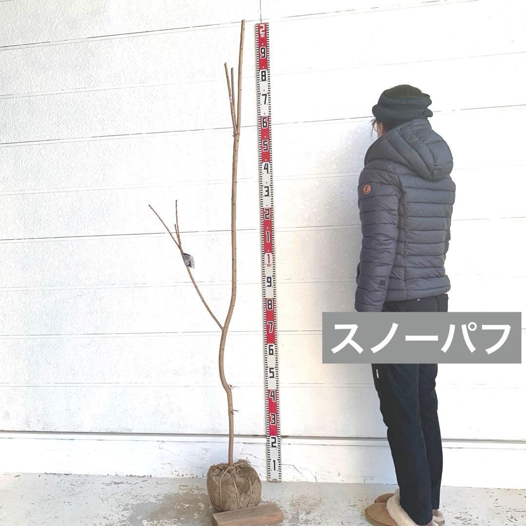 スモークツリー　スノーパフ　雌株　煙の木　苗木　花木　60