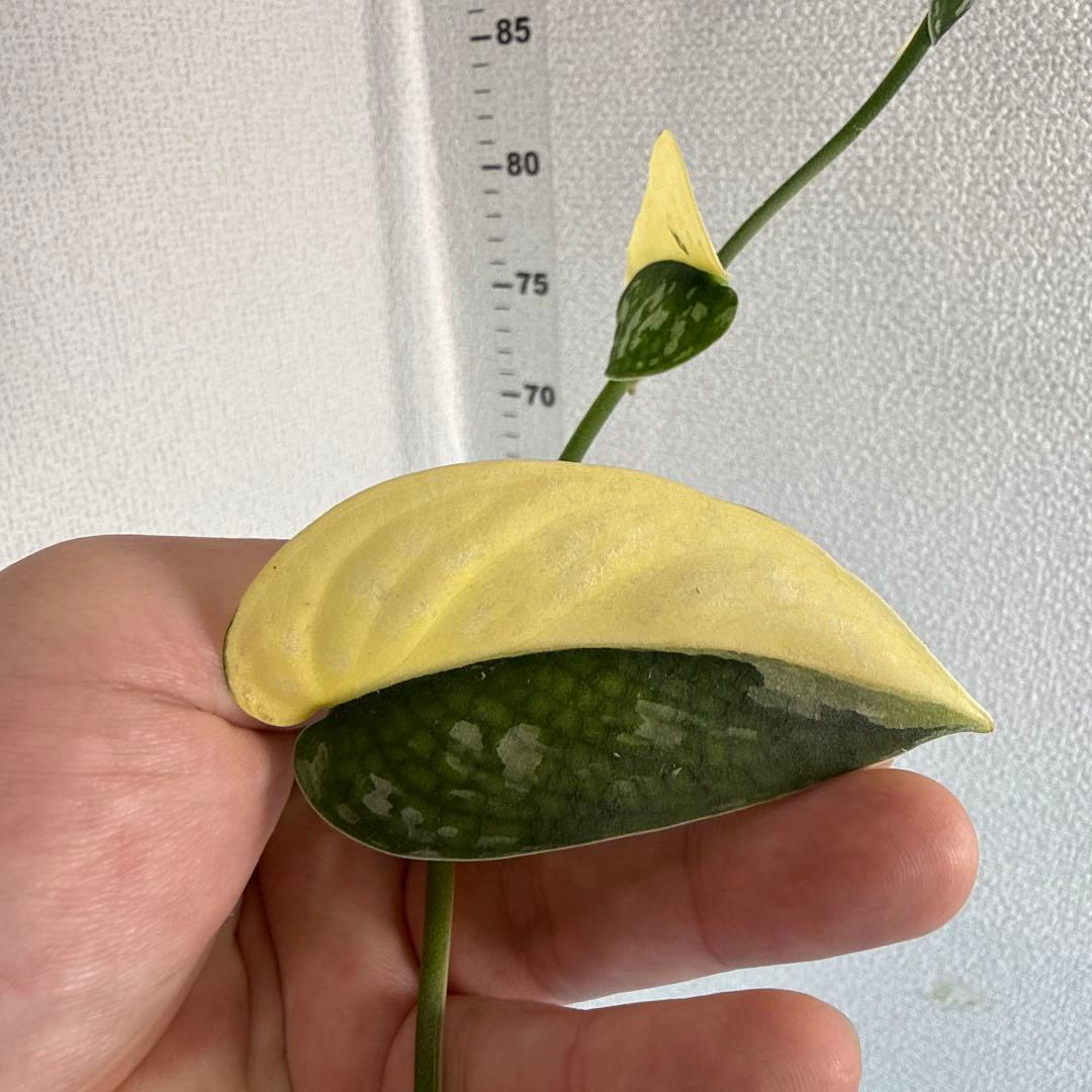 【全長約1m!!】スキンダプサス マヤリ 斑入り ハンギング