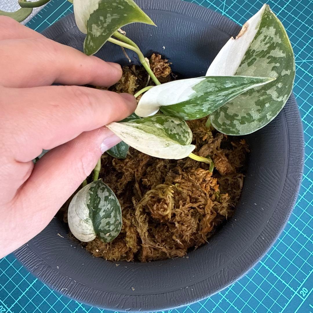 【全長約1m!!】スキンダプサス マヤリ 斑入り ハンギング