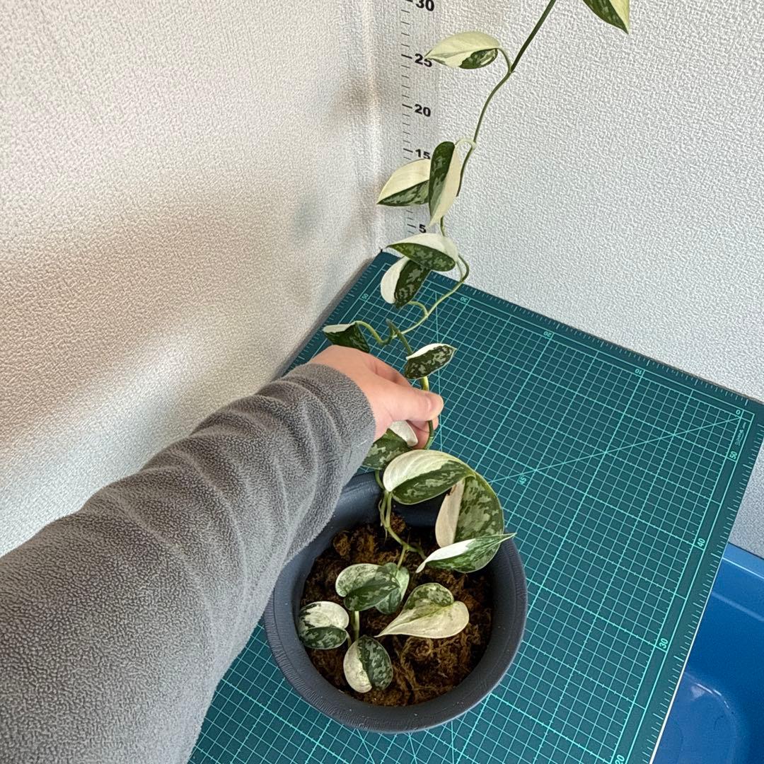 【全長約1m!!】スキンダプサス マヤリ 斑入り ハンギング