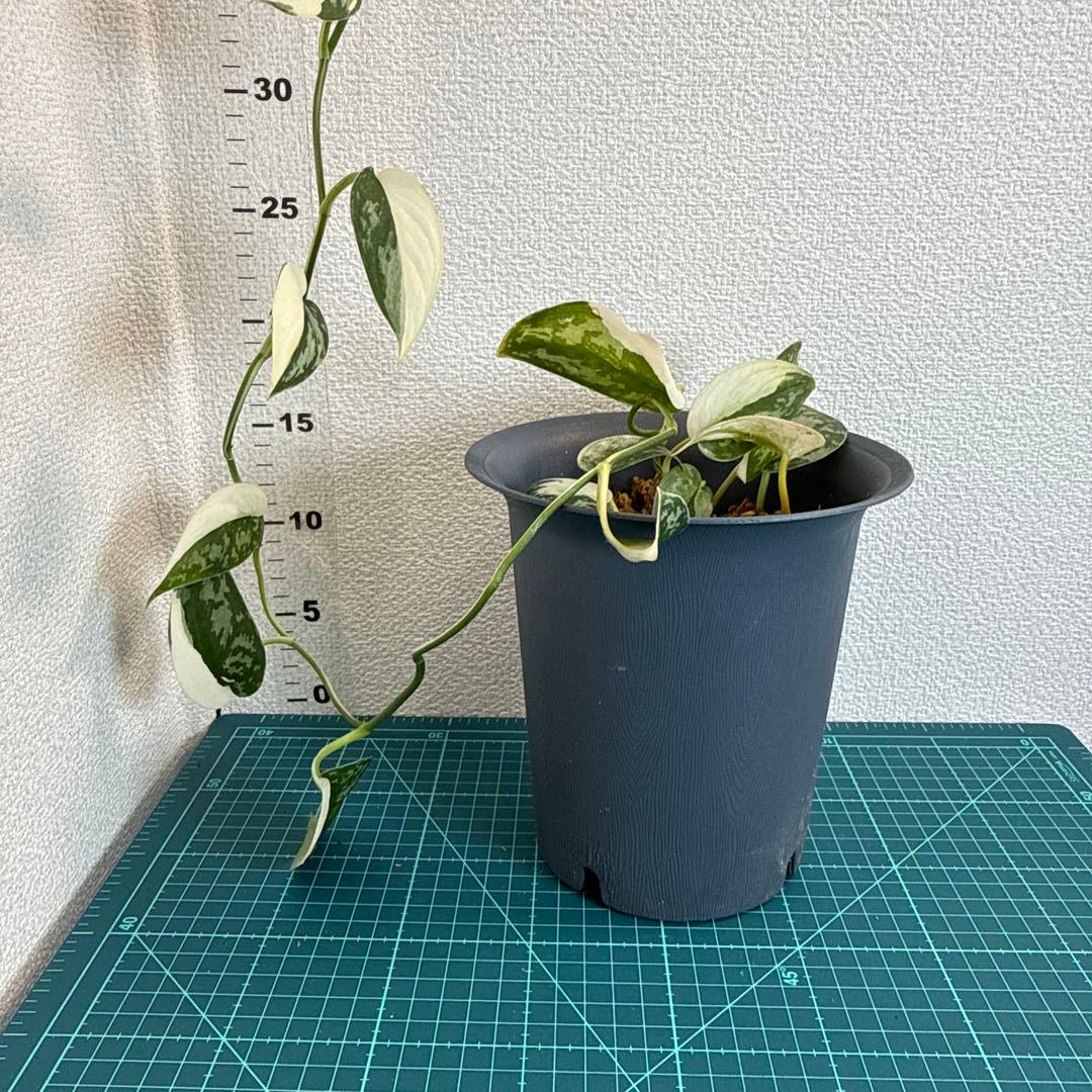 【全長約1m!!】スキンダプサス マヤリ 斑入り ハンギング