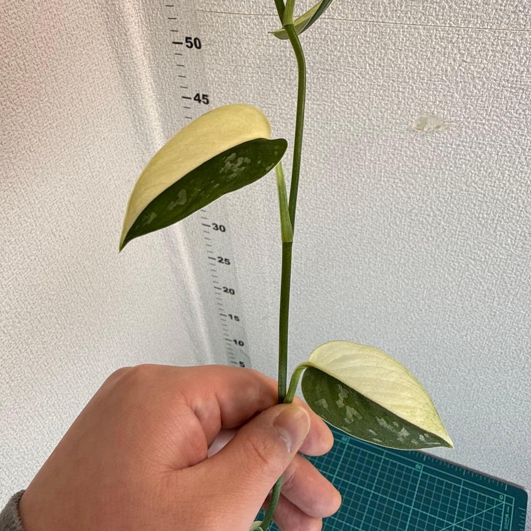 【全長約1m!!】スキンダプサス マヤリ 斑入り ハンギング