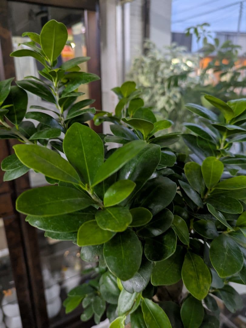 縁起物　人生大吉　ガジュマル　昇り龍　曲げ作り