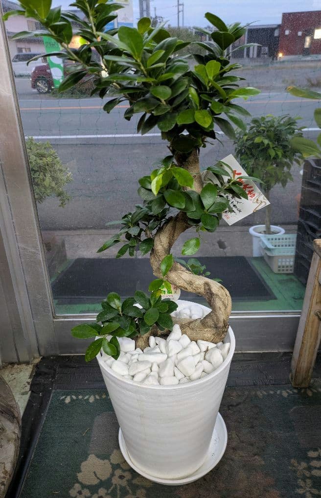 縁起物　人生大吉　ガジュマル　昇り龍　曲げ作り