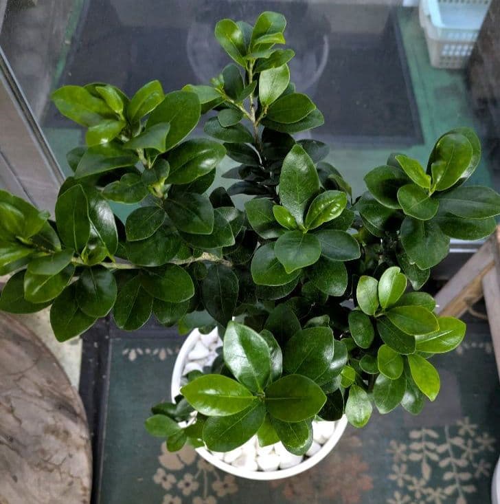 縁起物　人生大吉　ガジュマル　昇り龍　曲げ作り