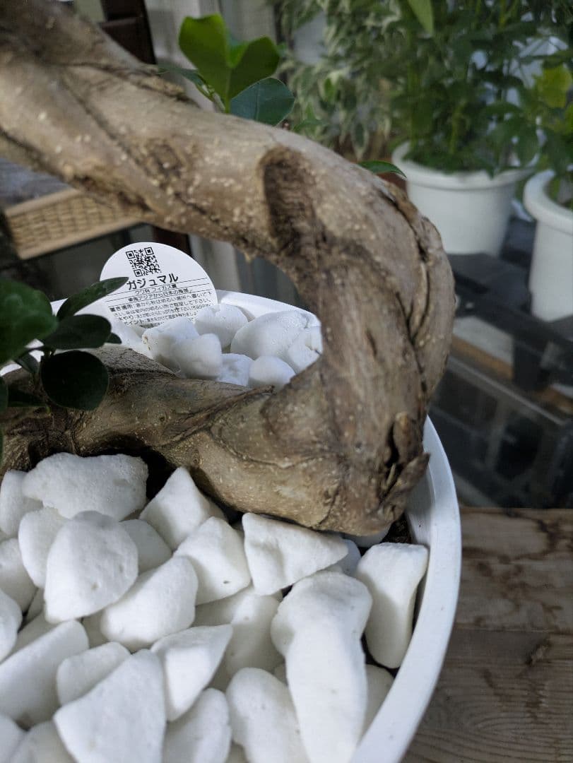 縁起物　人生大吉　ガジュマル　昇り龍　曲げ作り