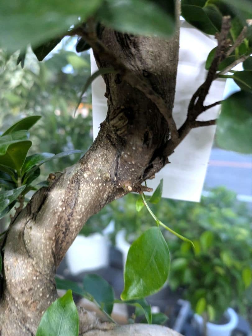 縁起物　人生大吉　ガジュマル　昇り龍　曲げ作り