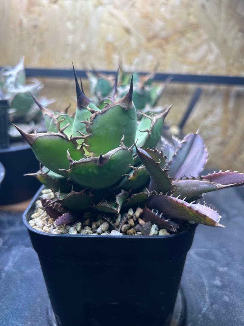 チタノタ　ノーネーム　コンパクタ　ボールタイプ　子株付き