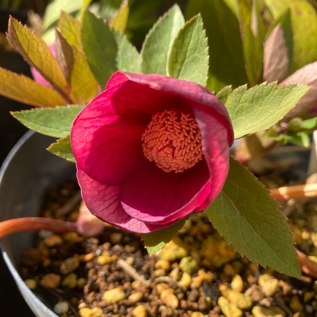 クリスマスローズ　赤オーレア　株分け前提