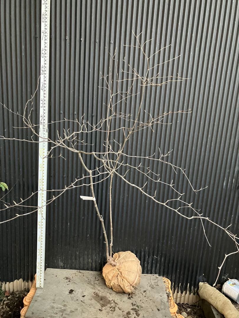 山採り　ヤマボウシ