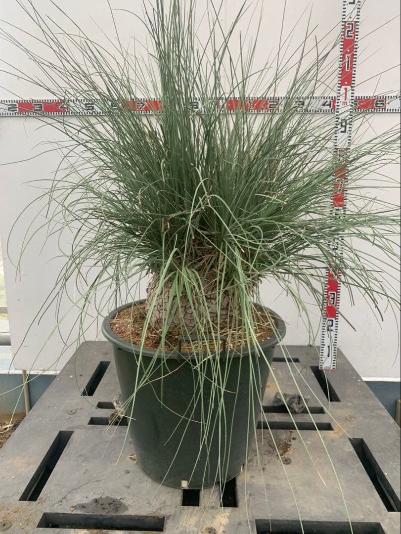 カリバナス　フーケリー