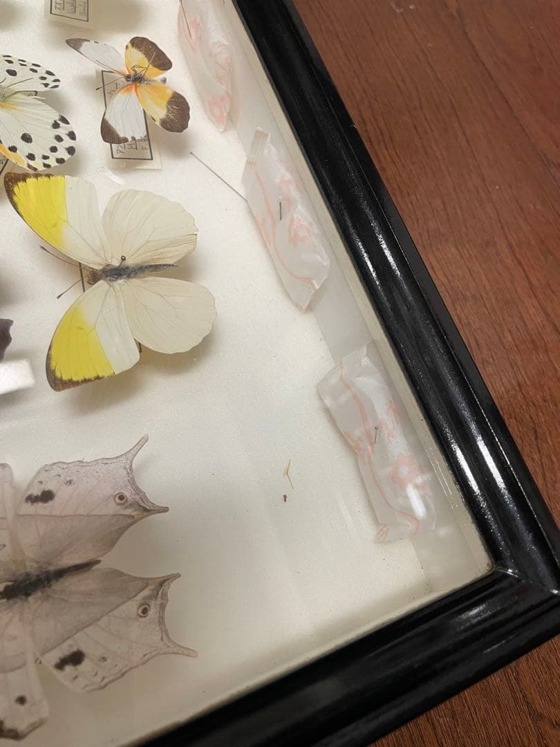 【蝶標本】ドルリーオオアゲハ他