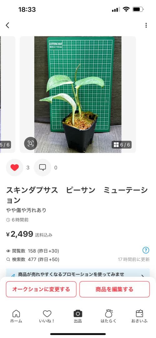 Rie❗️スキンダプサス　シルバーナイト　クンゾー