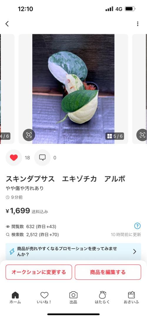 Rie❗️スキンダプサス　シルバーナイト　クンゾー