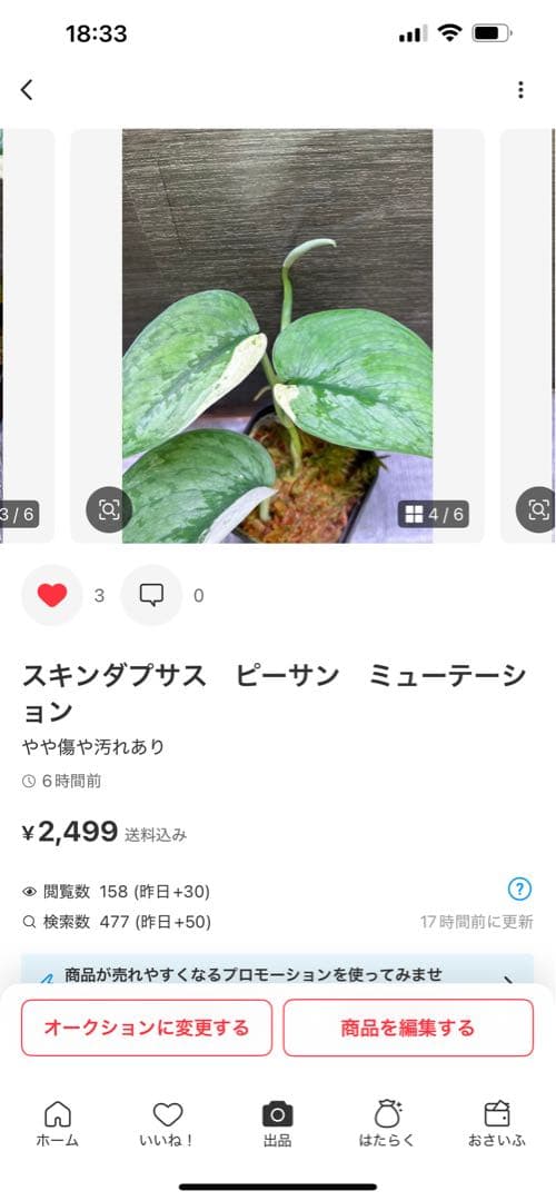 Rie❗️スキンダプサス　シルバーナイト　クンゾー