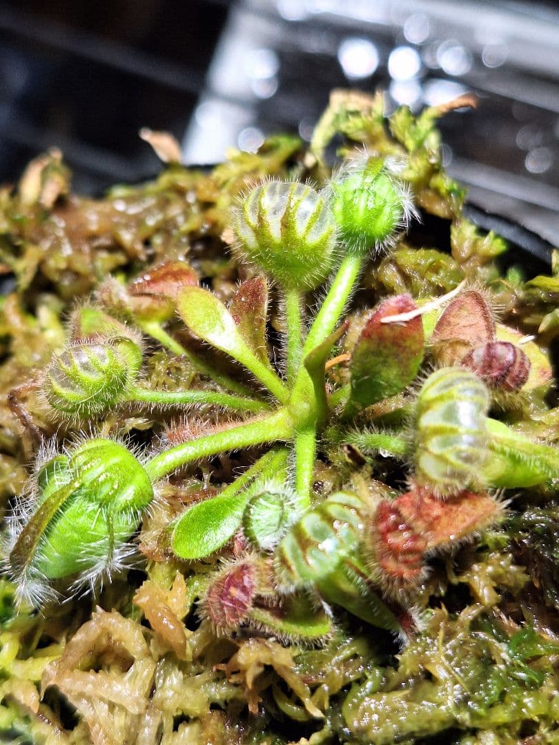 エドママ セファロタスまとめ売り