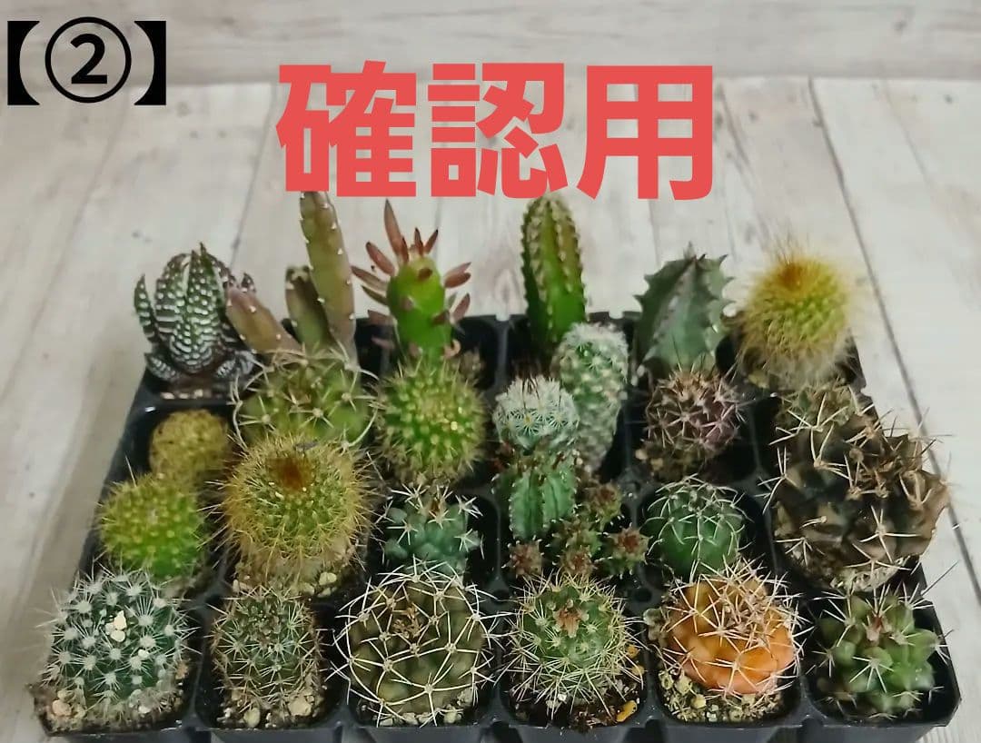 【②】多肉植物　ミニサボテン　抜き苗　24個【ネコポス発送】